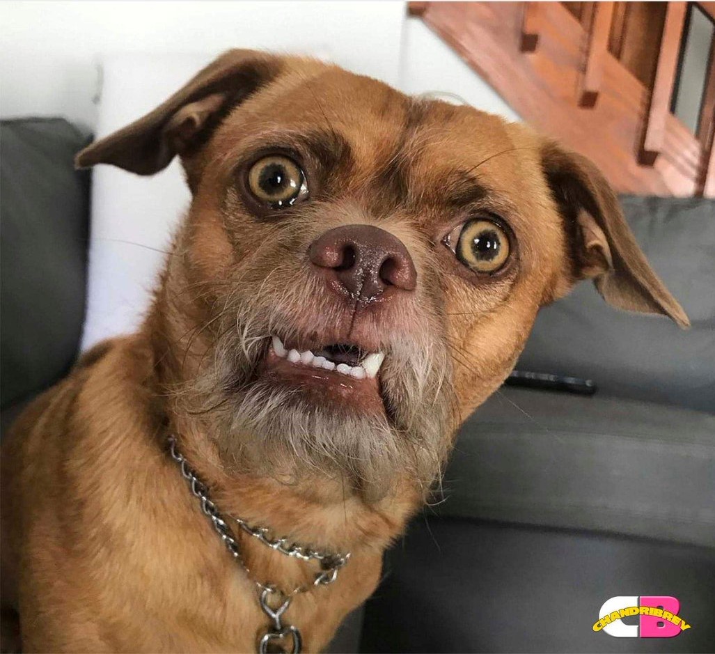  <strong>Memes de perros </strong>