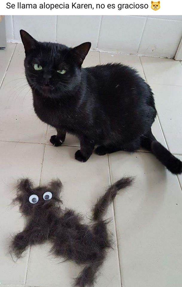 Memes de karen y su gato