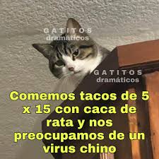 karen y su gato coronavirus