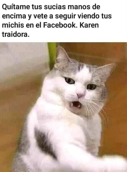 Memes de Karen y el Gato parte 8 - Memes en Español, la ...